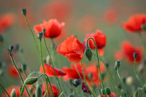 istock many blooming red poppy in field at sunset 1617391731