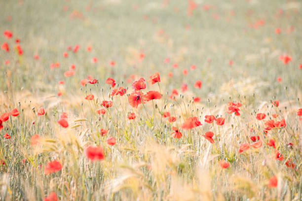 panorama field of red poppies. bright natural floral background. Bright summer romantic and agroculture concept