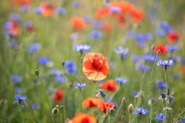 istock many blooming red poppy in field at sunset 1617393790