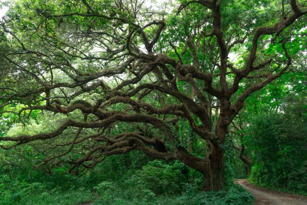 istock an old tree is covered with moss near the side of a road 1617401093