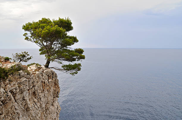 Pine Tree on a Cliff Photo of a pine tree growing on the edge of a cliff on Dugi otok island. dugi otok island stock pictures, royalty-free photos & images