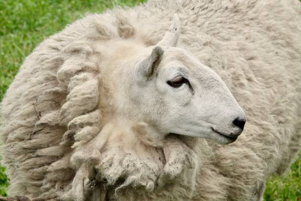 Sheep Ready For Shearing stock photo