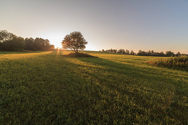 istock One tree in the field on sunrise 161740958