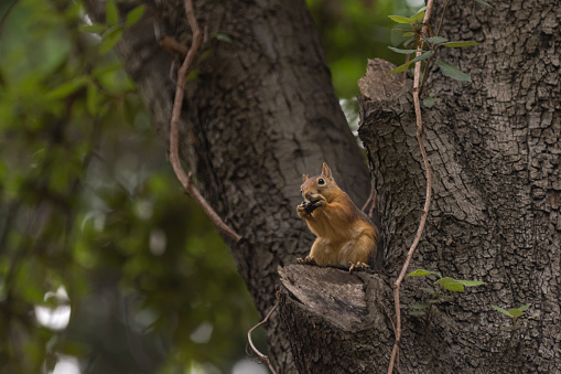 Red squirrel is eating nut on the tree in forest. \nLocation : Istanbul - Turkey.