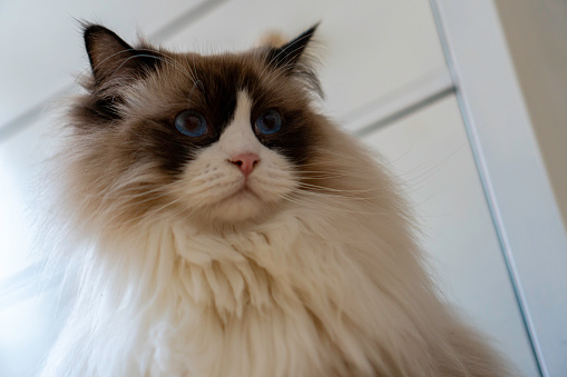 Close-up face of young adult fluffy white purebred Ragdoll cat with blue eyes, staring at something.
