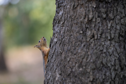 Red squirrel is looking away on tree in forest.\nLocation : Istanbul - Turkey.