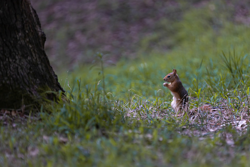 Red squirrel is eating nut on the grass in forest.