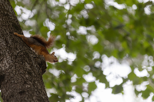 Red squirrel is looking away on tree in forest.\nLocation : Istanbul - Turkey.