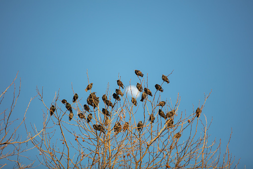 flock of starlings resting on the tree with blue sky and moon.