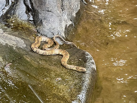 The Black Racer snake, known as Coluber constrictor