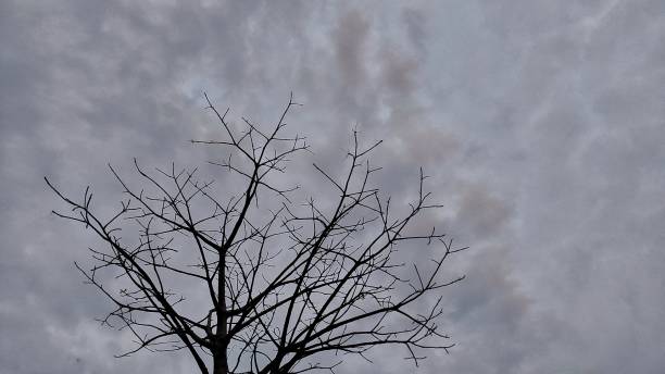 istock Tree branch silhouette in the park during cloudy day 1617432908
