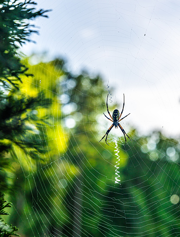 Thin and long legs with symmetrically patterned colors, this spider is knitting an amazing web to catch the prey.