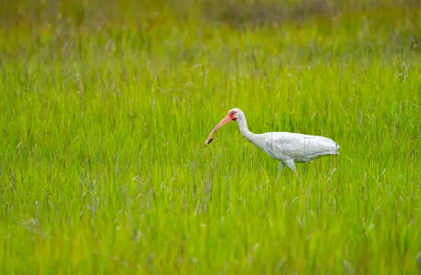 Photo of White Ibis Eating