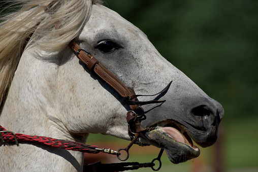 A closeup of a horse wearing a bridle while being ridden.
