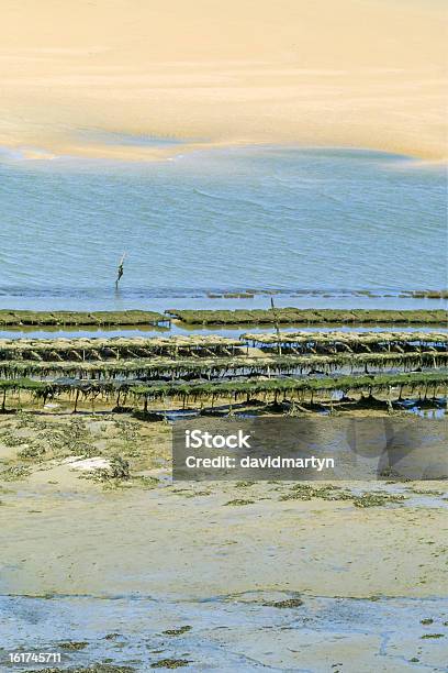 Mündung Stockfoto und mehr Bilder von Auster - Auster, Austernbank, Cornwall - England