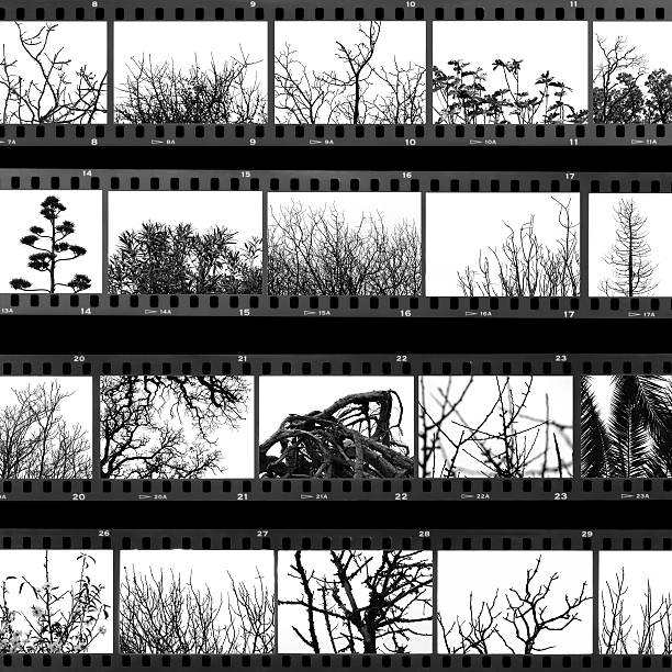 trees and plants film proof sheet Photographs of trees and plants on old film proof sheet. Digital composite, black and white. film negative photos stock pictures, royalty-free photos & images