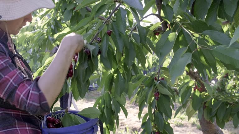 closeup of hand picking ripe cherries from tree