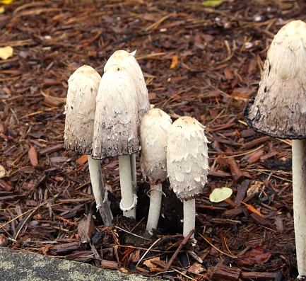 Shaggy Mane mushrooms up close