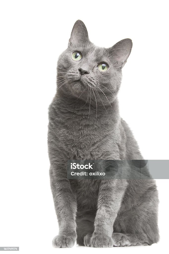 Gato azul ruso sentado en blanco aislado - Foto de stock de Animal libre de derechos