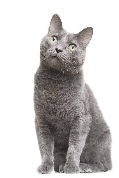 istock russian blue cat sitting on isolated white 161749174