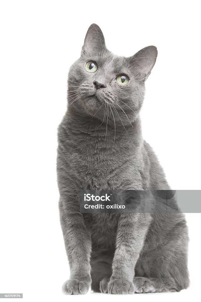 Русская голубая кошка сидит на один на белом - Стоковые фото Белый роялти-фри