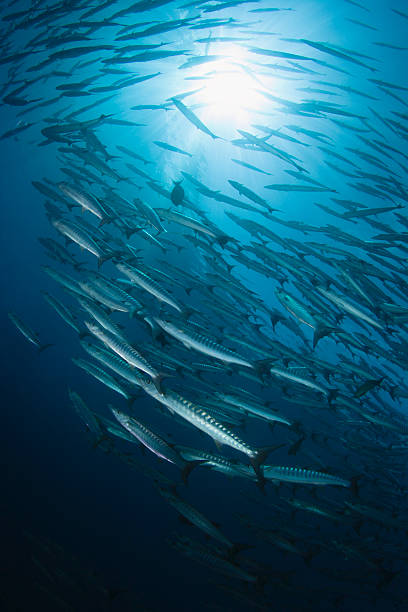 istock Group of fish on blue water background 161749859