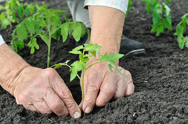 istock senior woman planting a tomato seedling 161750397