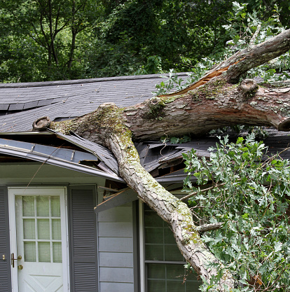 Large Oak Tree falls on a house roof and tears it apart.