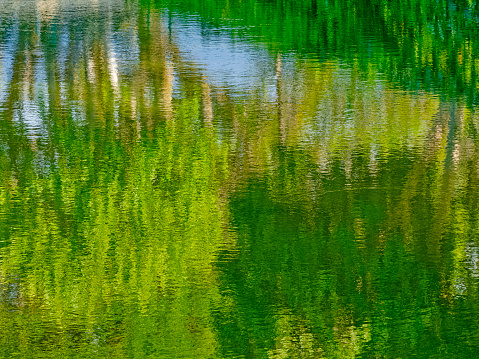 Rainforest reflected in a pond on Maui