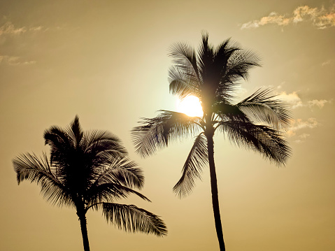 Palm trees in sunshine along the Kaanapali Beach on the shores of Maui