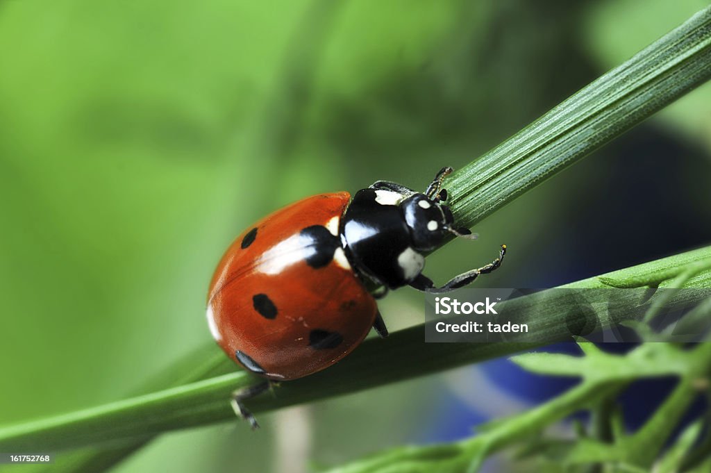 Coccinelle sur de l'herbe - Photo de Biologie libre de droits