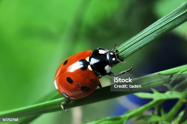 Photo libre de droit de Coccinelle Sur De Lherbe banque d'images et plus d'images libres de droit de Biologie - Biologie, Coccinelle, Couleur