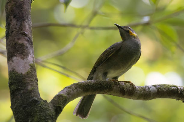 istock Eastern Wattled-Honeyeater in American Samoa 1617532298