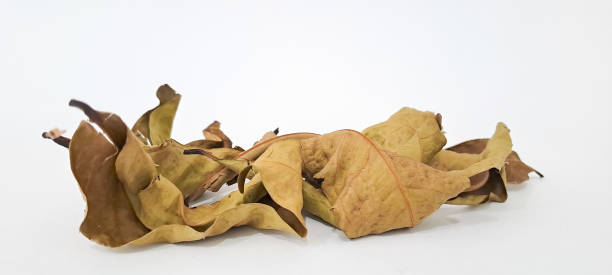 istock Bay leaves isolated on white background 1617533384