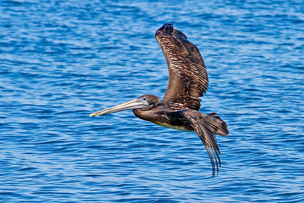 istock Brown Pelican in Monterey, California 161754132