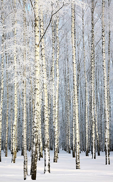 istock Beautiful Russian winter - Birch Grove on blue sky background 161754248