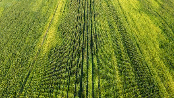 Ripe Row 710+ Vegetable Grade Stock Photos, Pictures & Royalty-Free Images - iStock