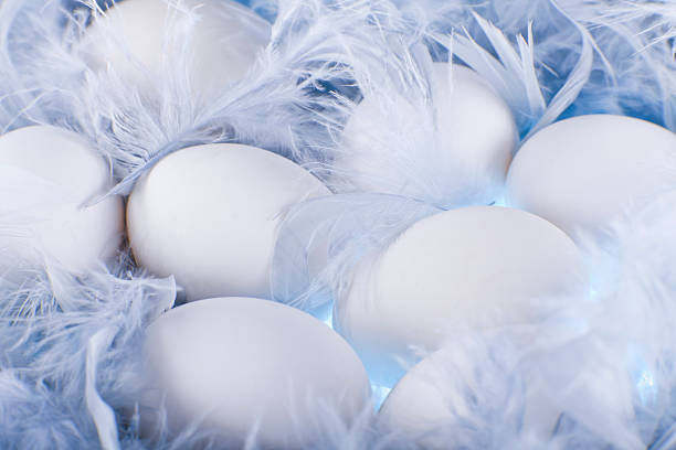 white eggs in den weichen, leichten und blau federn - chicken egg flash stock-fotos und bilder