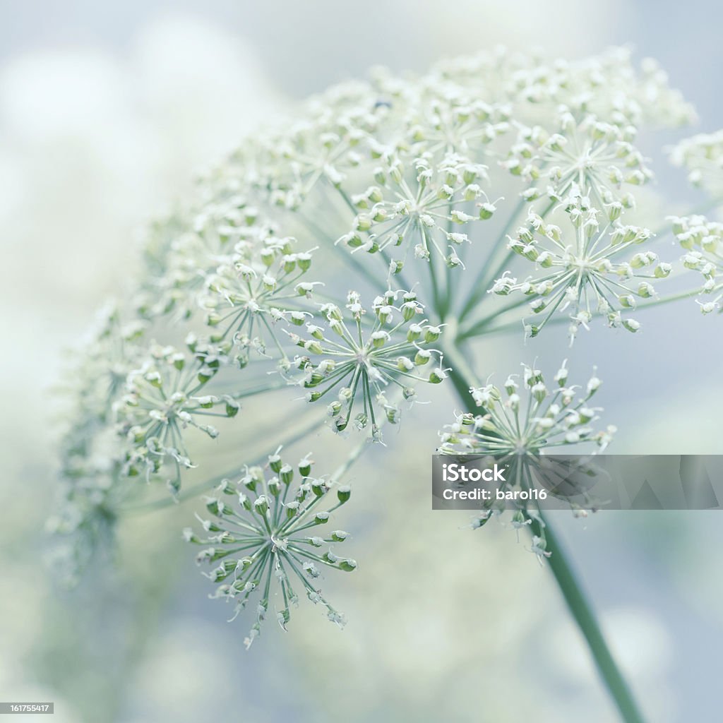 Dill close up of dill plant after flowering Abstract Stock Photo