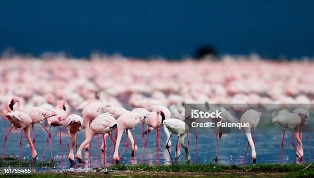 Flamingos Im See Lake Nakuru Stockfoto und mehr Bilder von Afrika - Afrika, Eleganz, Feder