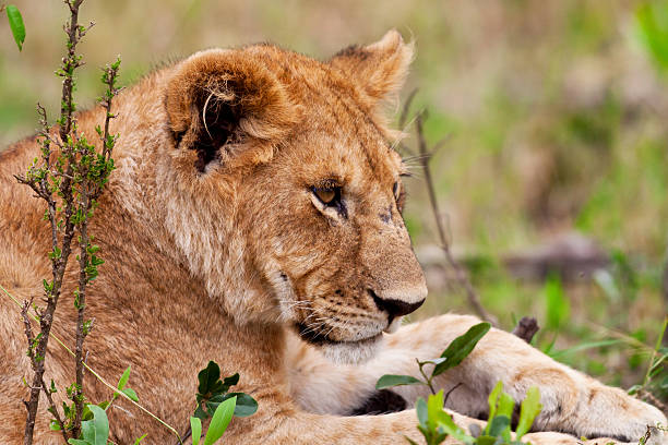 istock Lion cub in the Maasai Mara 161755497