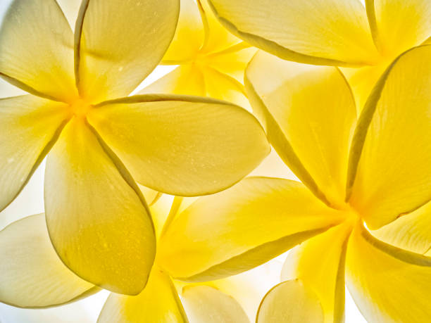istock Island of Maui in Hawaii 1617559708