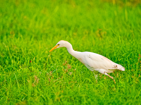 Egret bird foraging on the Hawaiian Island of Maui