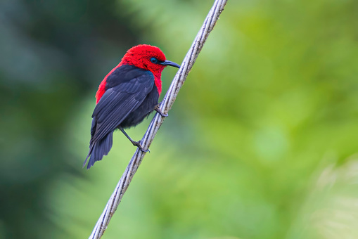 A wild Samoan Myzomela perched on a wire on the island of Tutuila in the National Park of American Samoa.