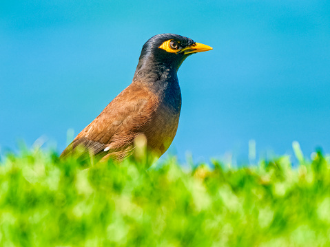 Common Myna bird foraging on the Hawaiian Island of Maui