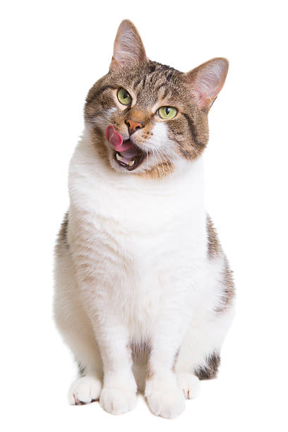 Licking Cat stock photo