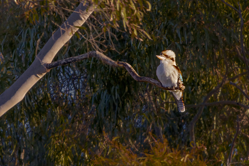 Kookaburra sits in the Old Gum Tree in the sunlight