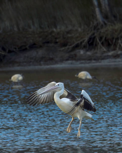 istock Pelican Landing in Lagoon 1617593255