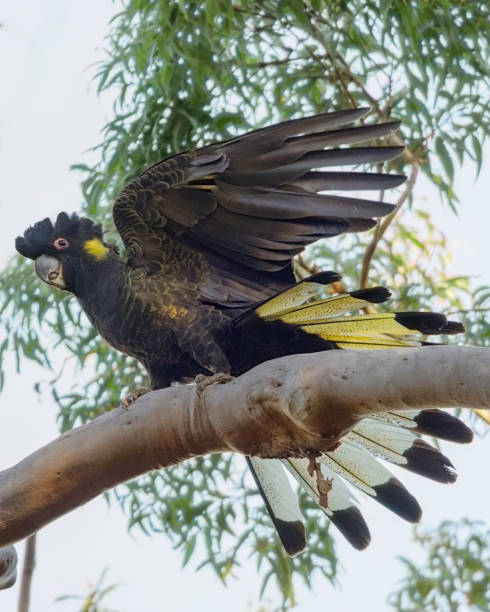 istock Yellow Tailed Black Cockatoo in a Gum Tree 1617593829