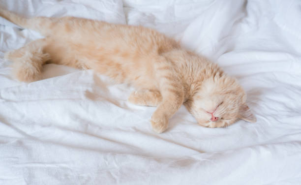 istock Ginger cat sleeps on a white blanket, cozy home and vacation concept, cute ginger or ginger kitten. 1617600374
